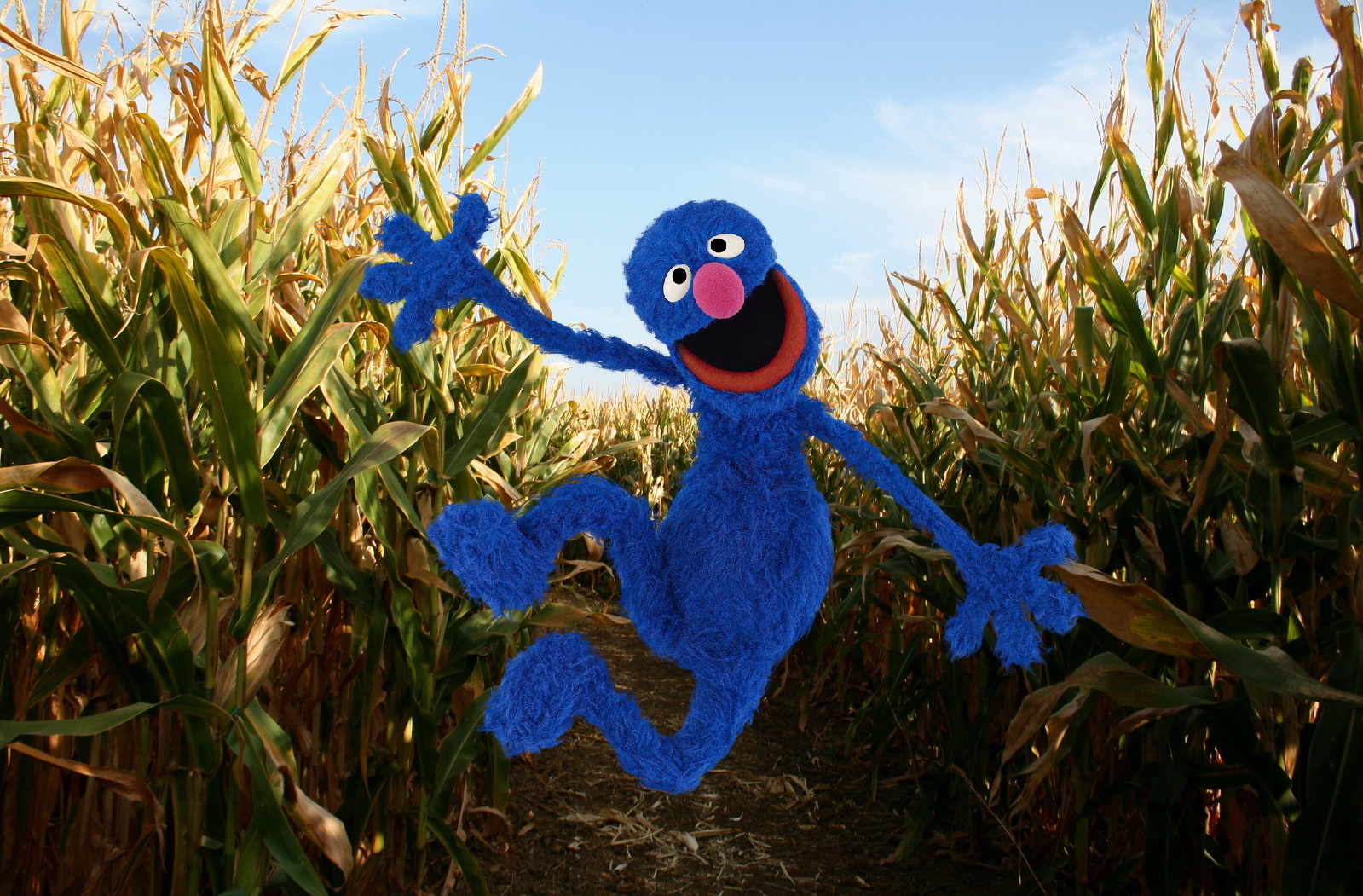 Grover in the Corn!